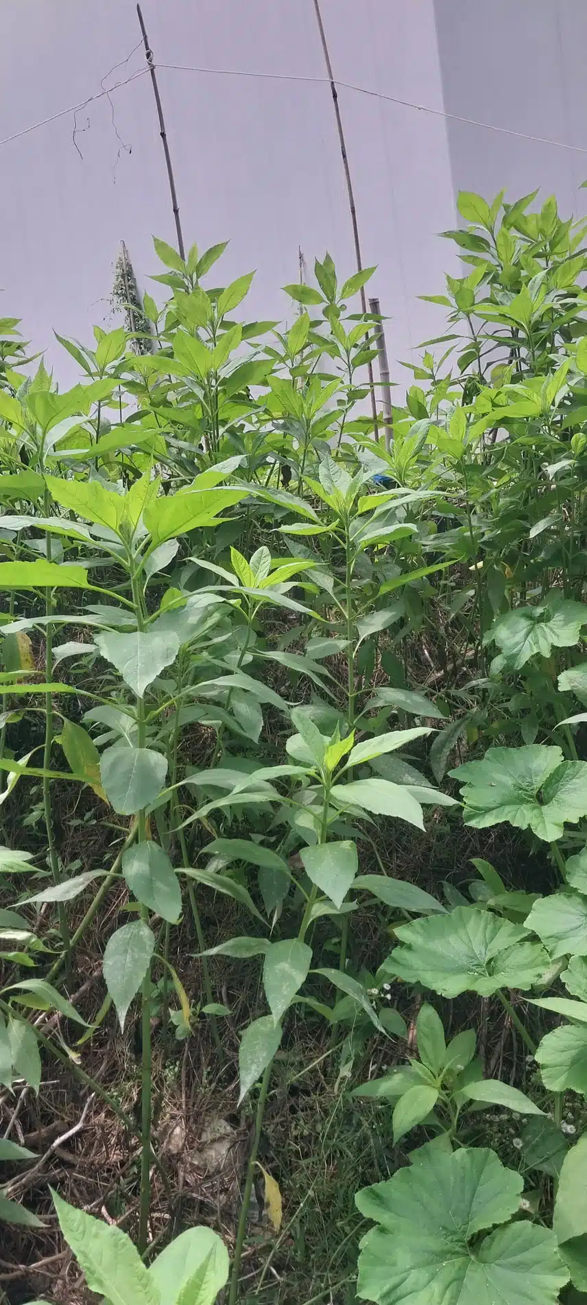 돼지감자