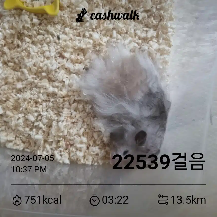 햄스터 집 청소