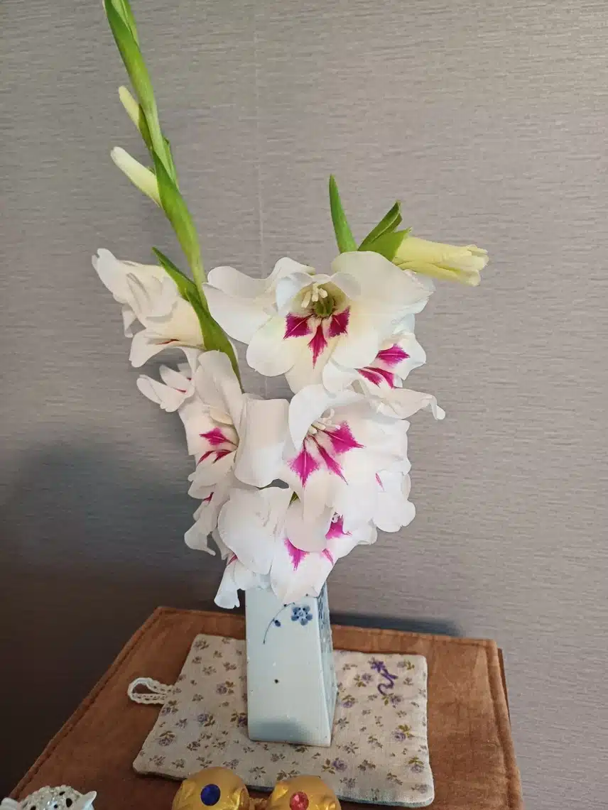 글라디올러스