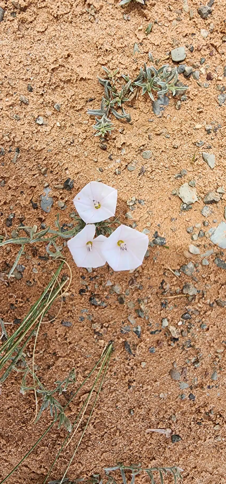요렇게도 살아요
