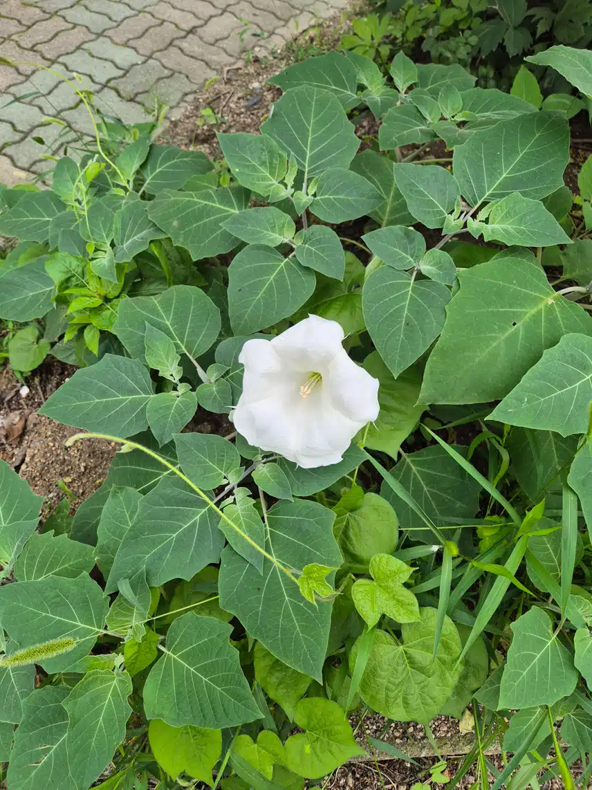 하얀꽃-25(4차)