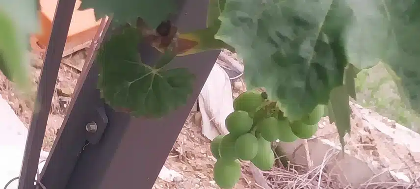 포도