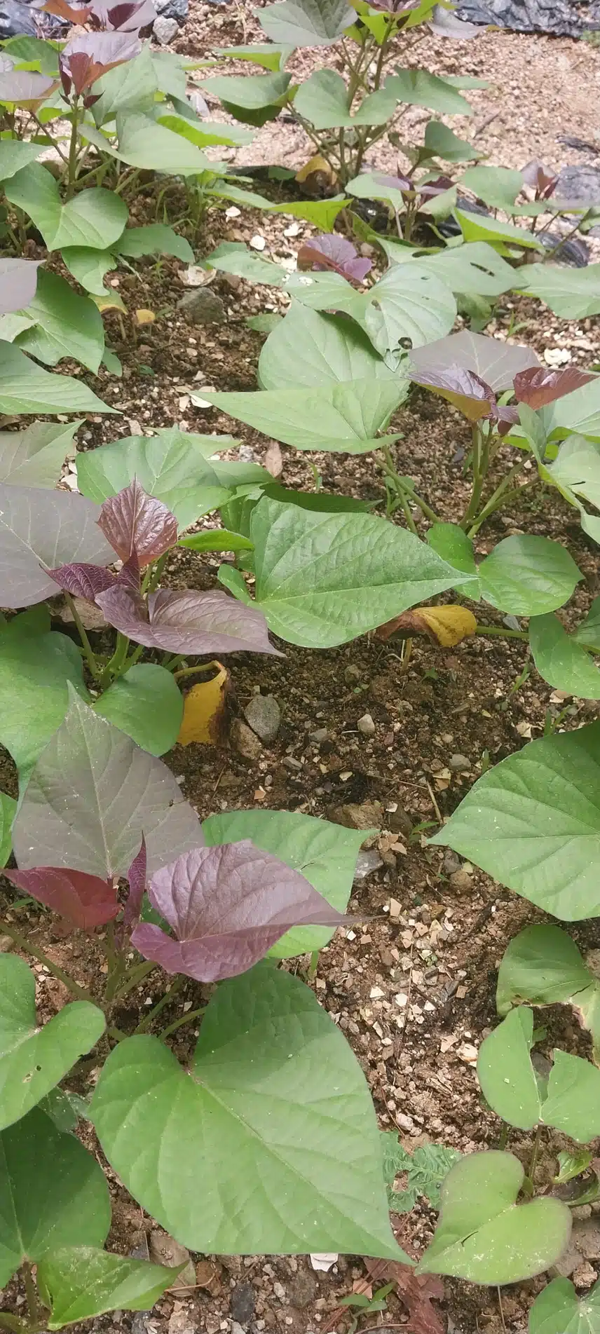 고구마