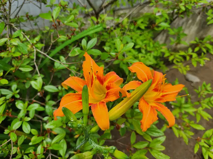 색이 선명한 나리꽃