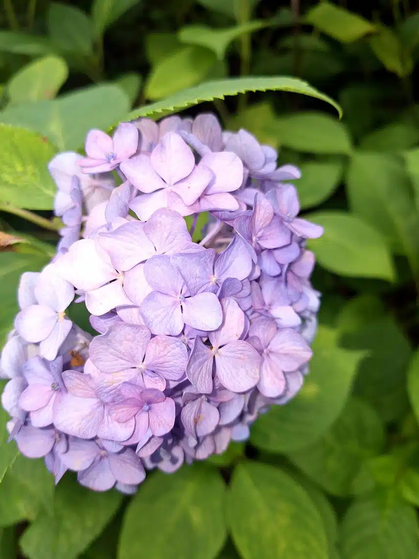 수국
