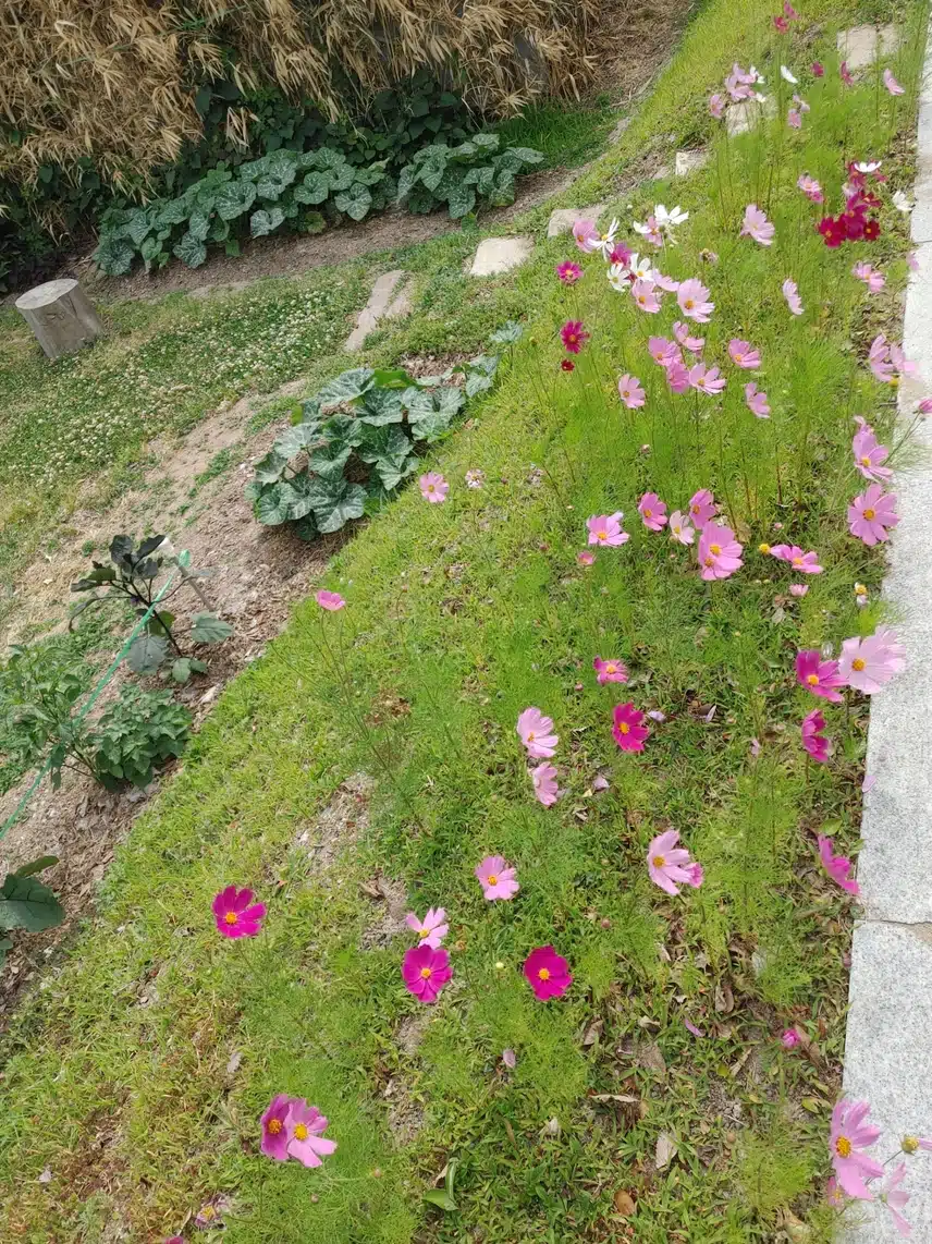 한여름의 코스모스