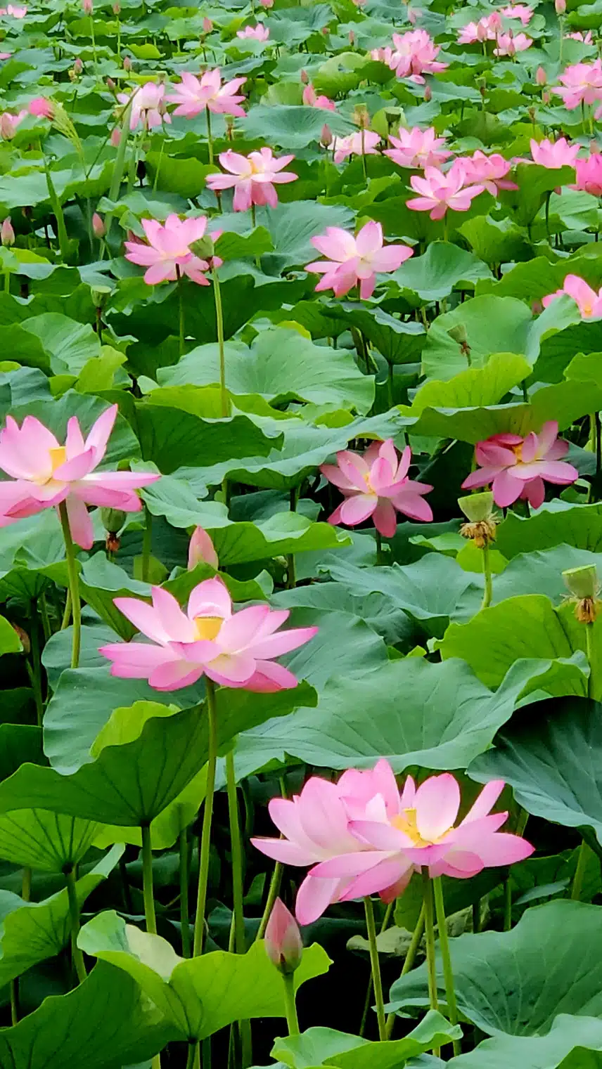세미원 연꽃