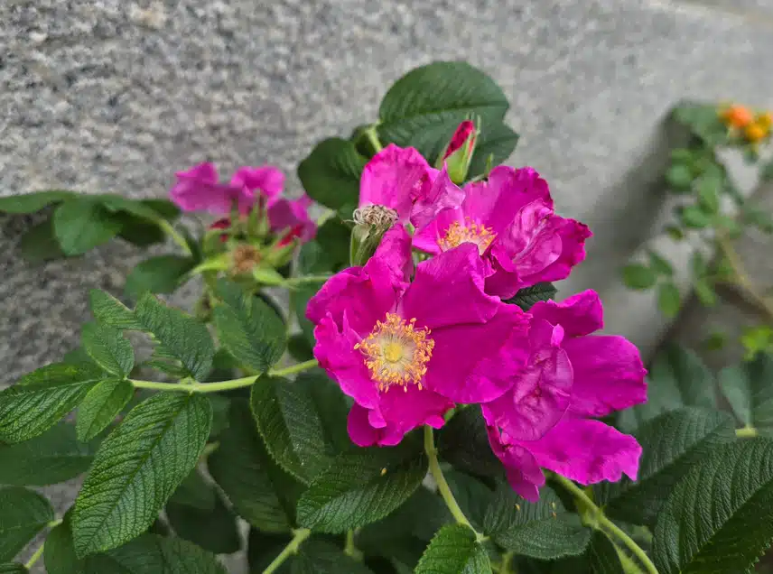 해당화