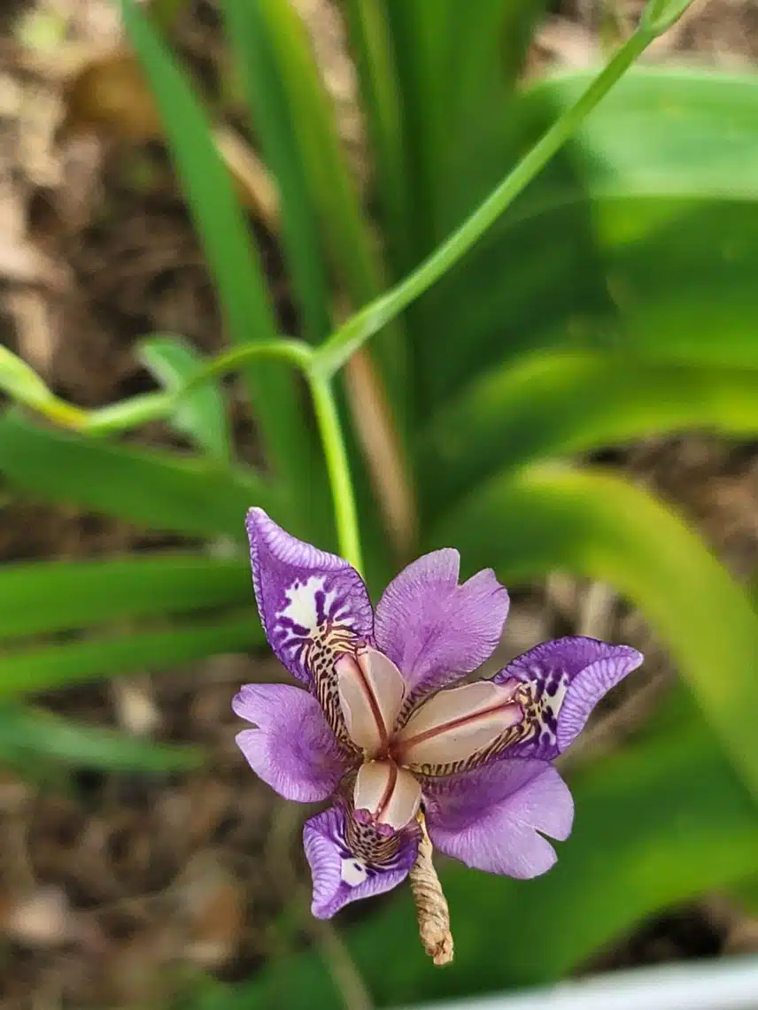 대청부채