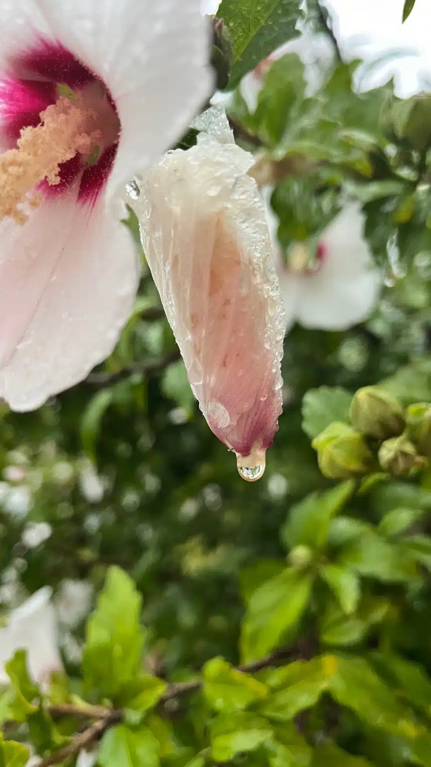 아침 운동길 💧빗방울 달린 무궁화🌺