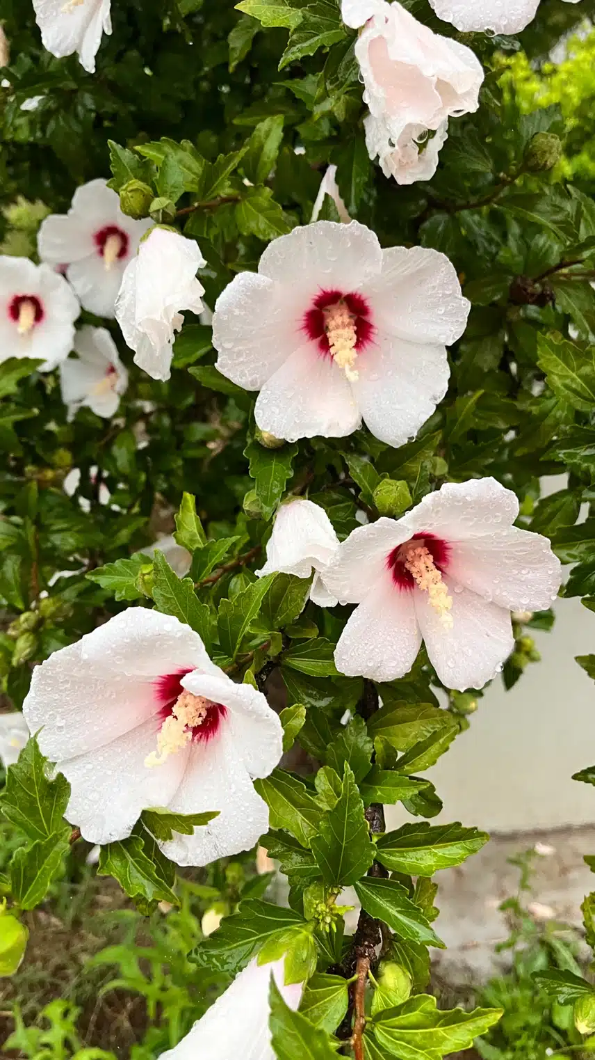 아침 운동길 💧빗방울 달린 무궁화🌺