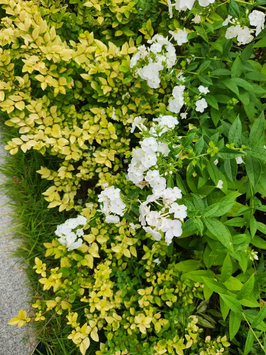 하얀 분꽃