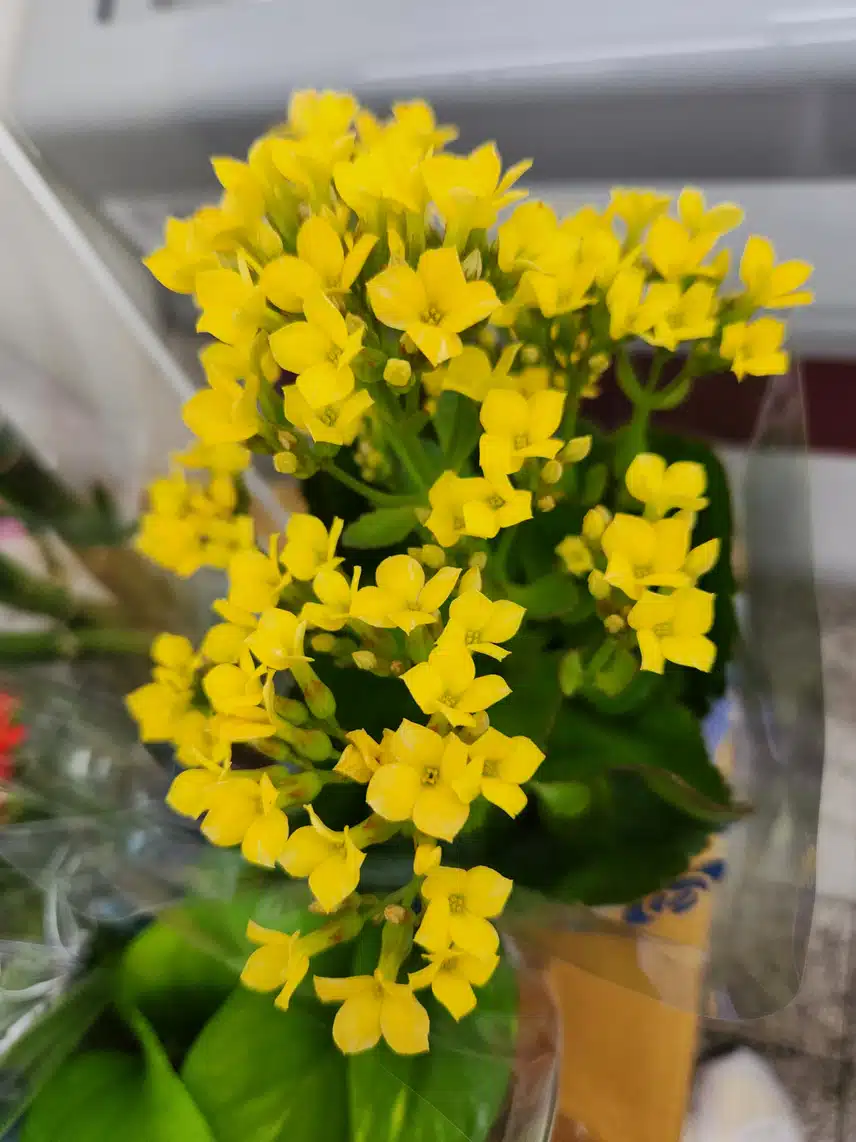 칼랑코에! 💐
