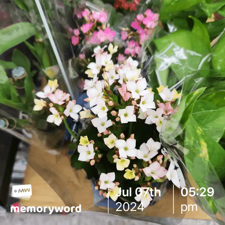 칼랑코에! 💐