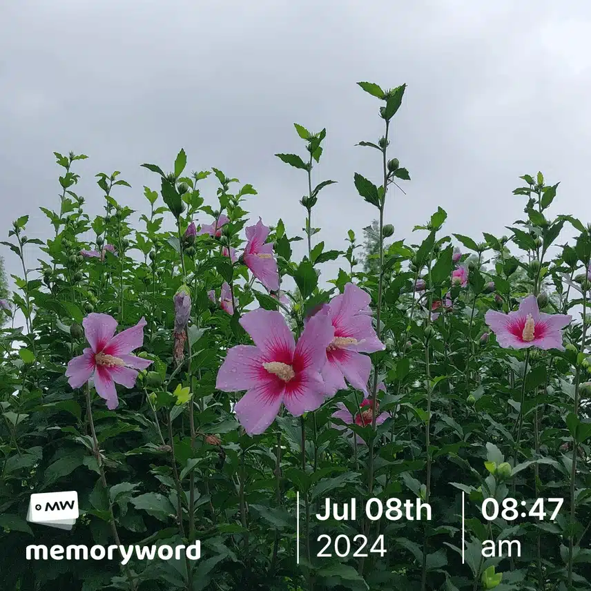무궁화 동산