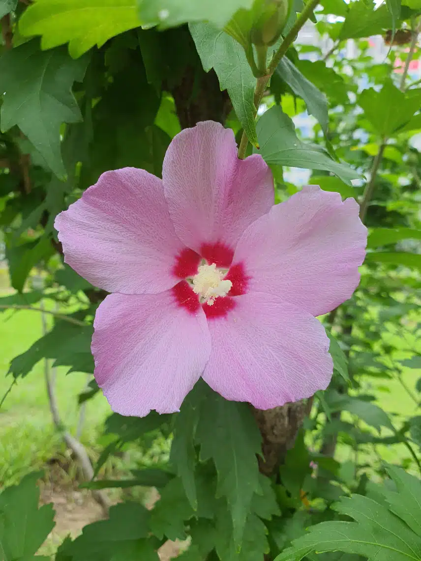 다양한 color 무궁화 꽃