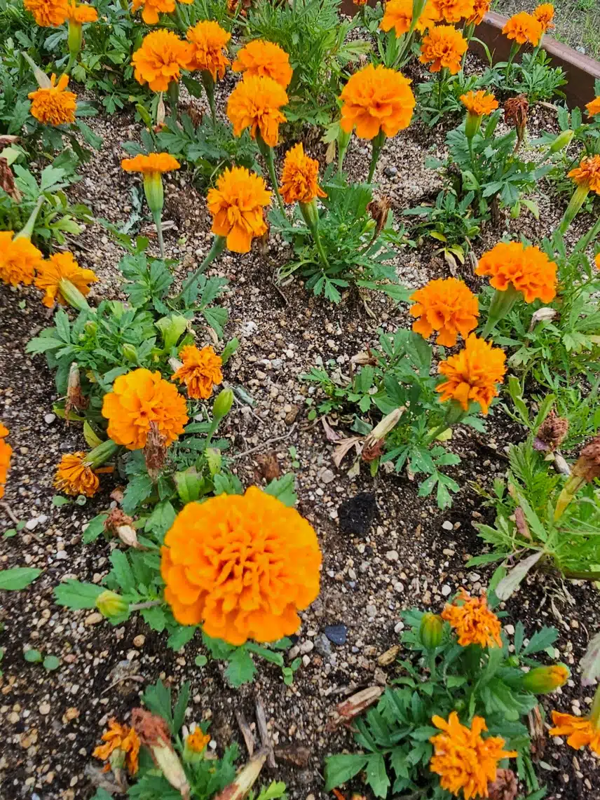 메리골드~~^^