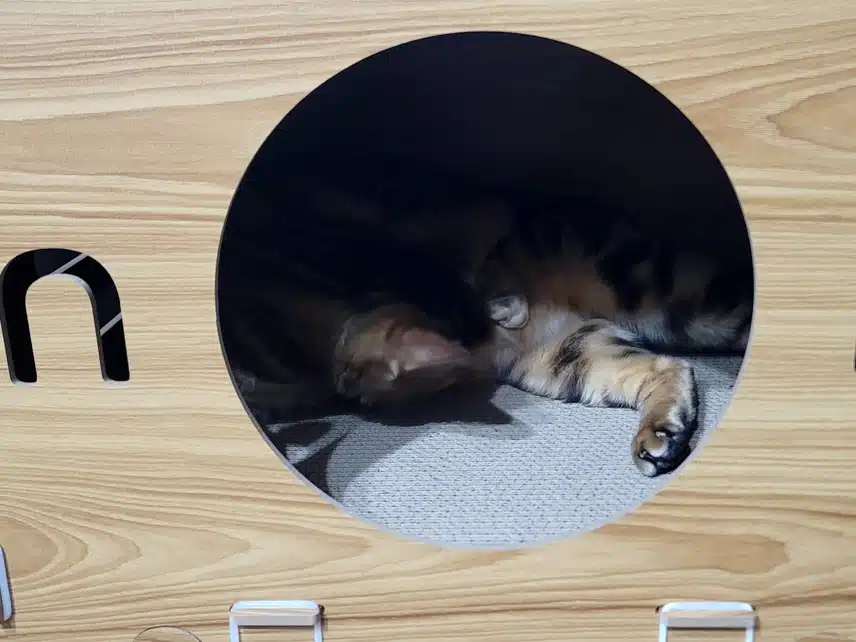 7/8(월)고양이 타워~~😺😸😻