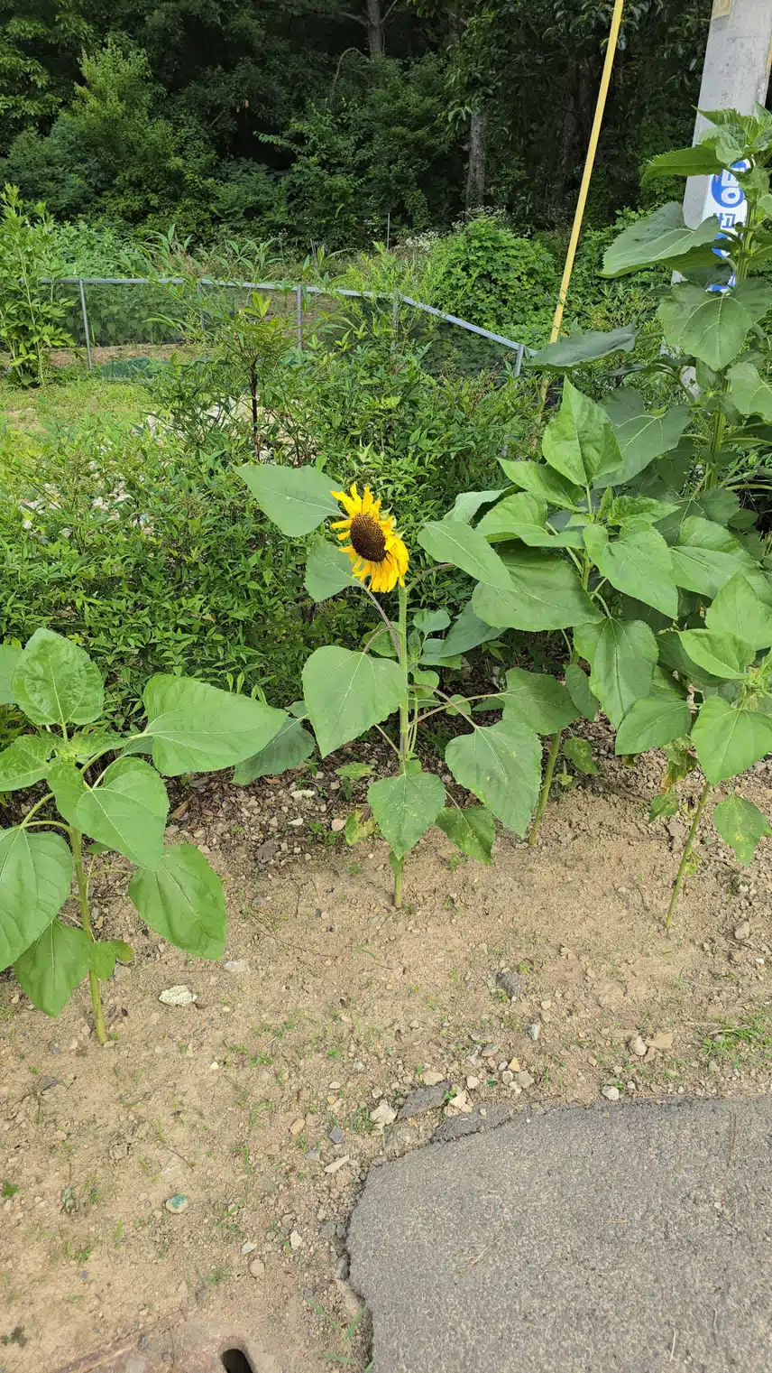 새로운 산책길