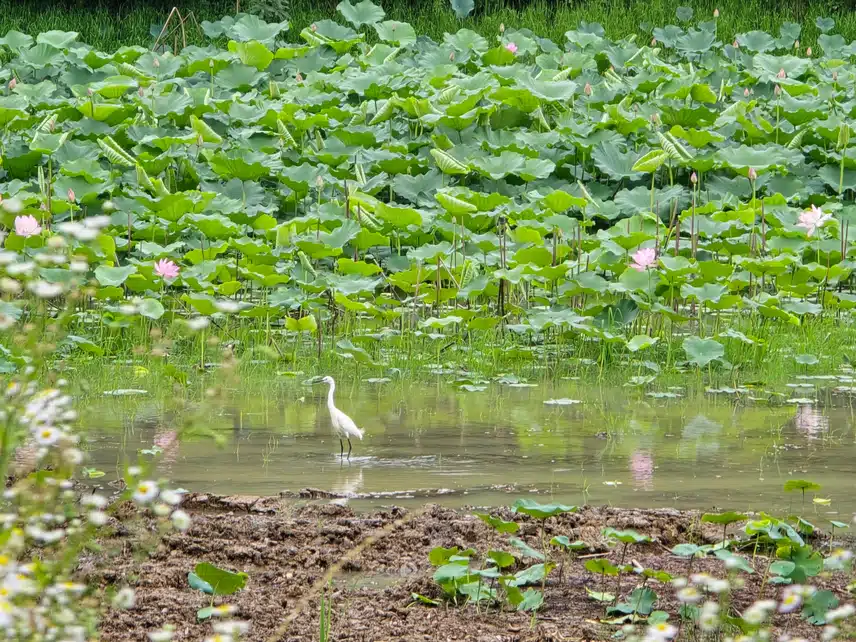연꽃