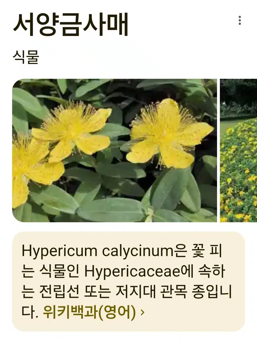 작년에 처음 본 꽃