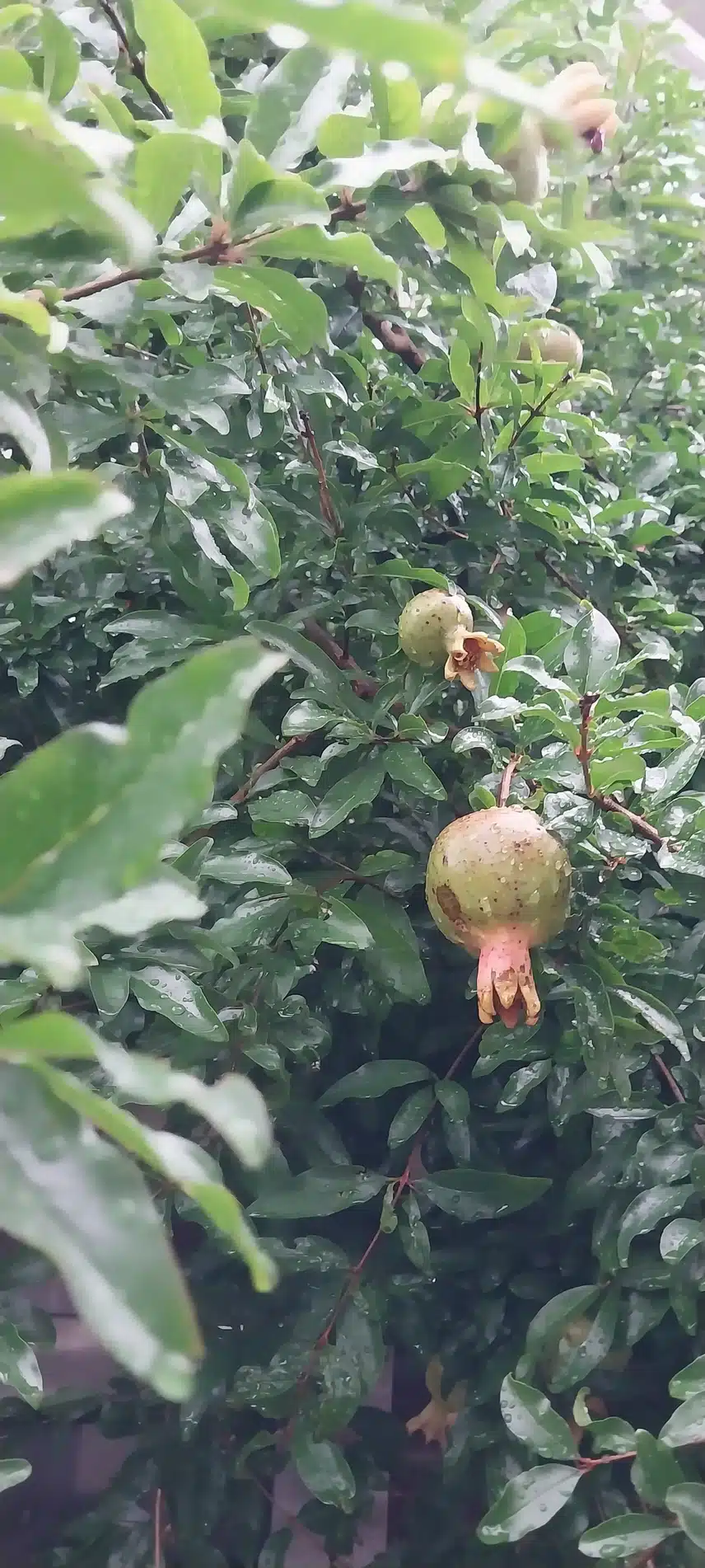 석류