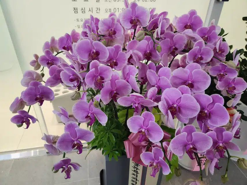 팔레놉시스!
