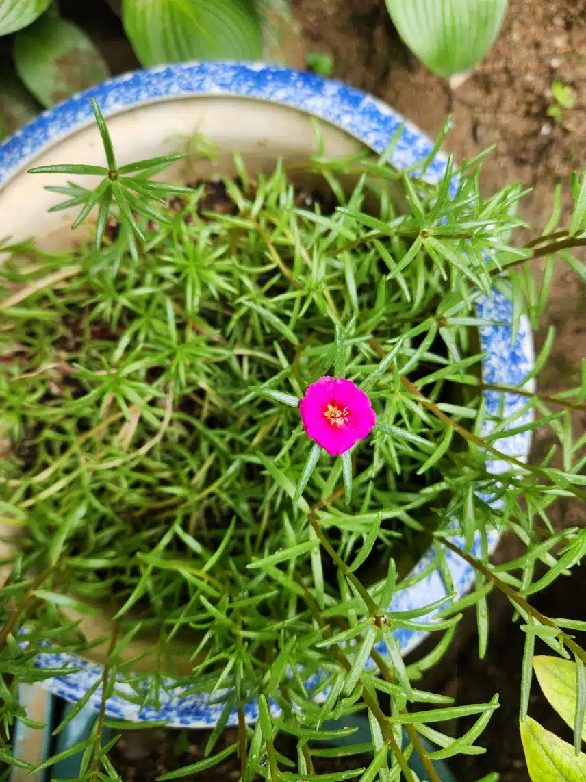 수줍게 핀 채송화