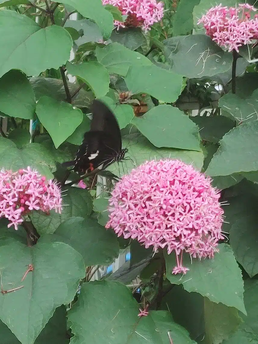 자수정꽃