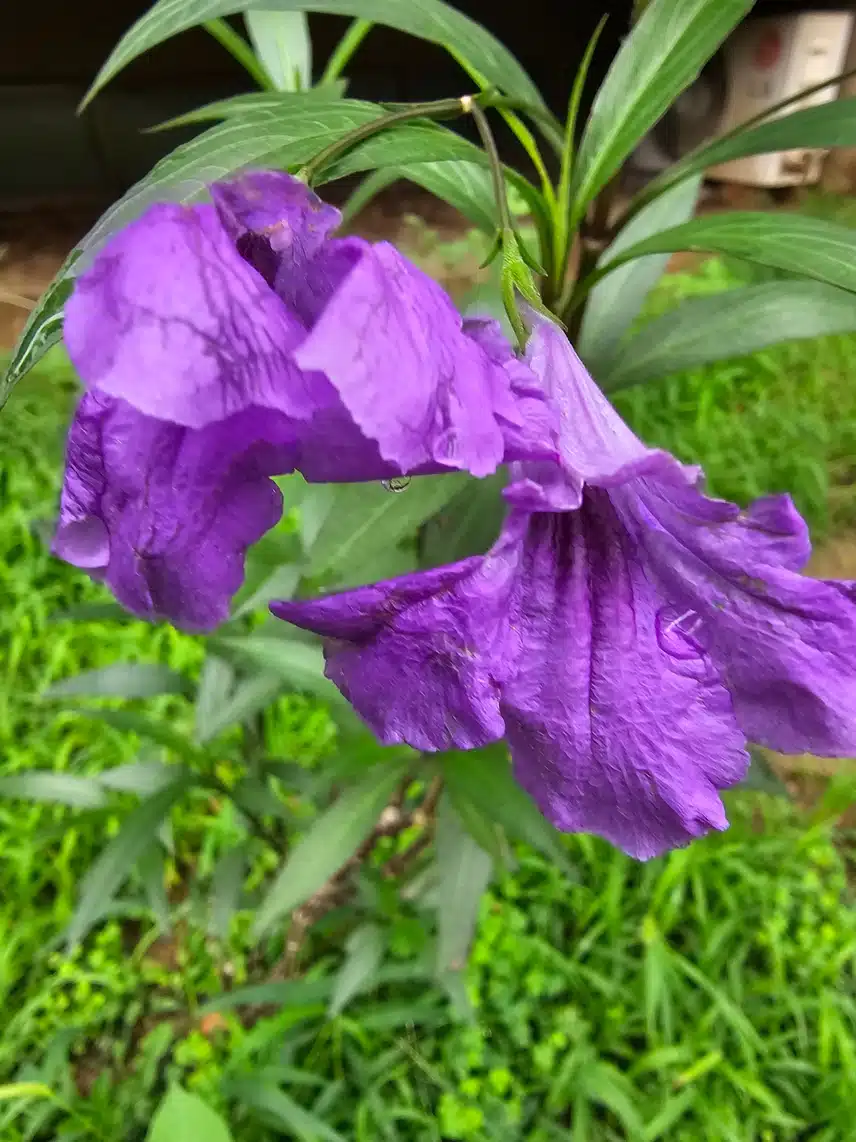 루엘리아  브리토니아(우창꽃)