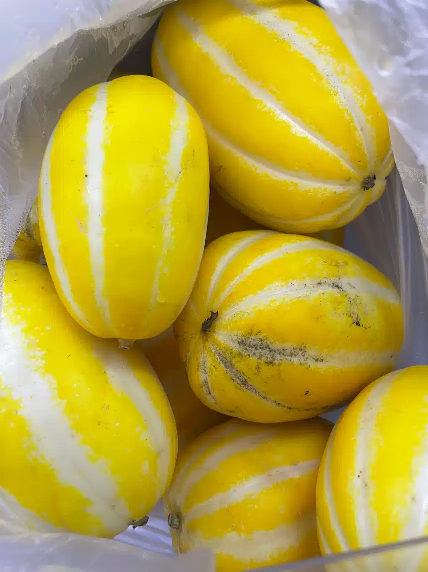 성주 참외샀어요.