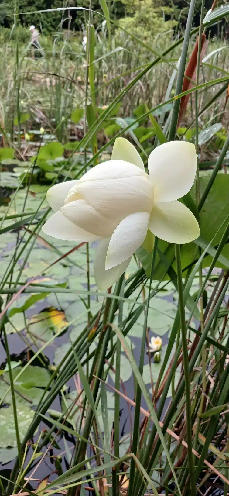 연꽃
