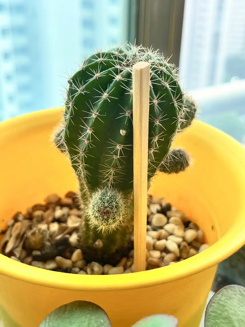 미니선인장