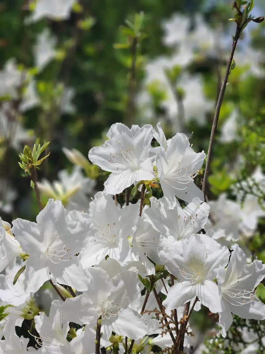 흰산철쭉