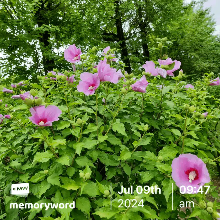 무궁화 