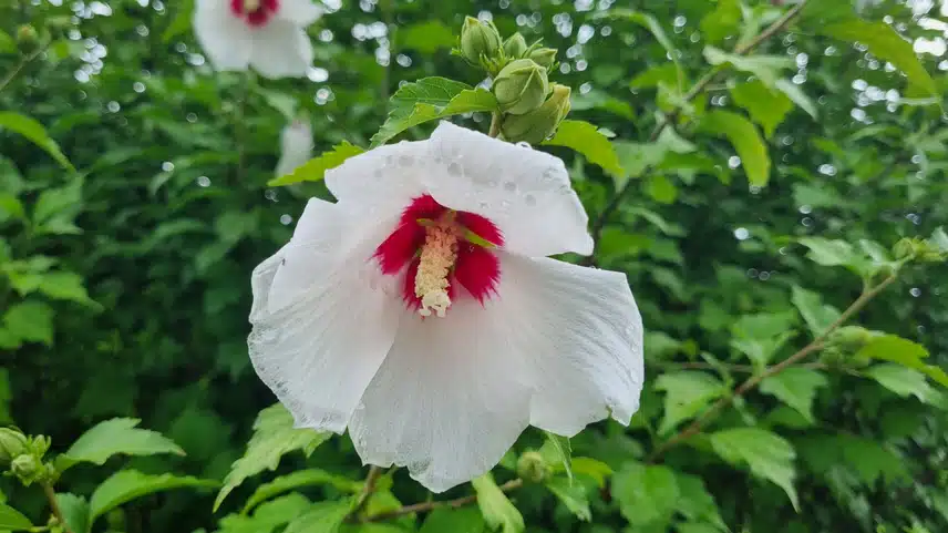 우리나라꽃