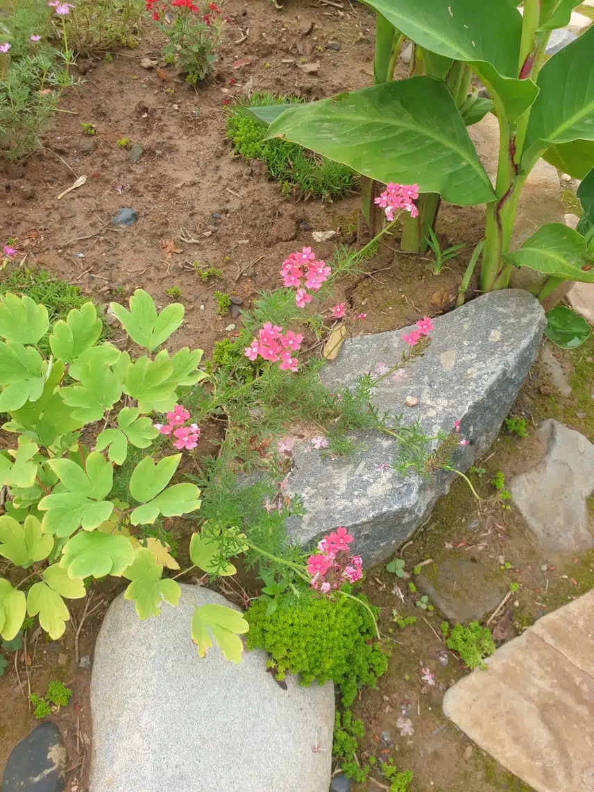 이름 모를꽃