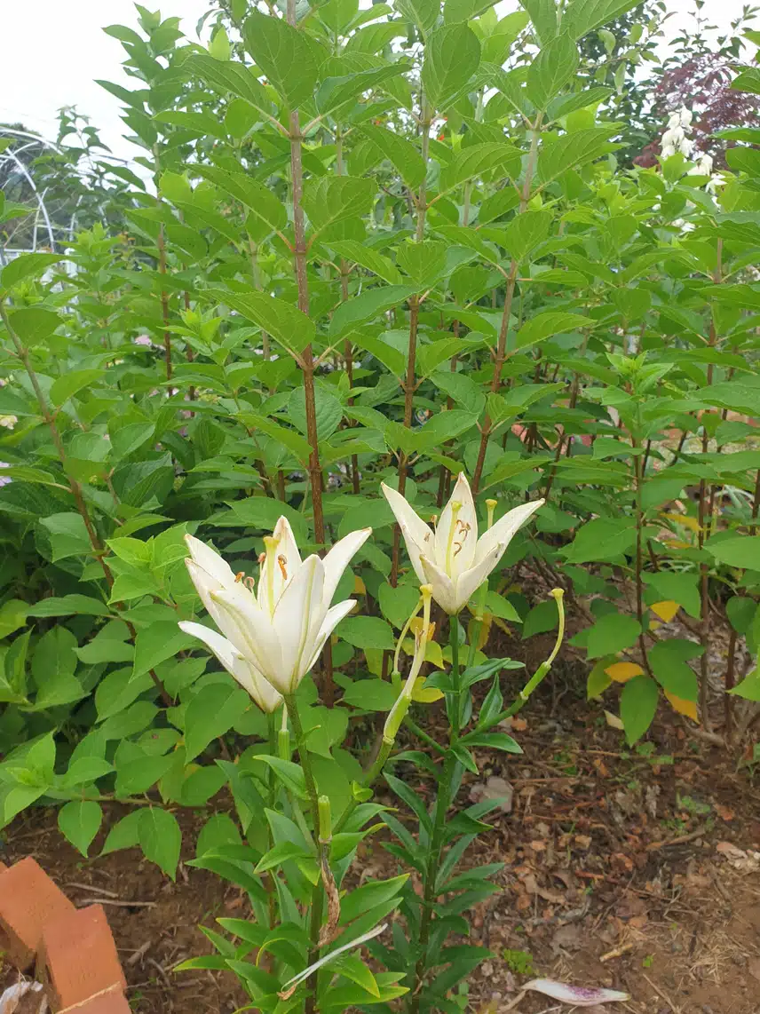 하얀백합