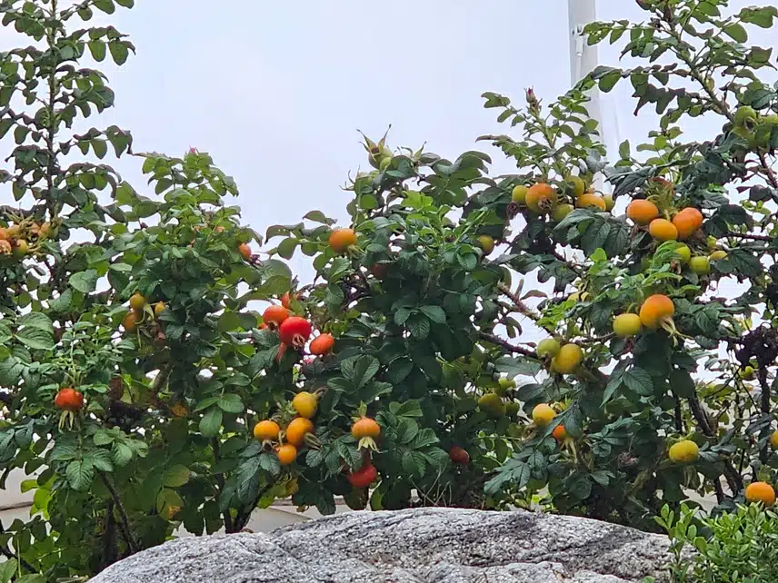 해당화 열매