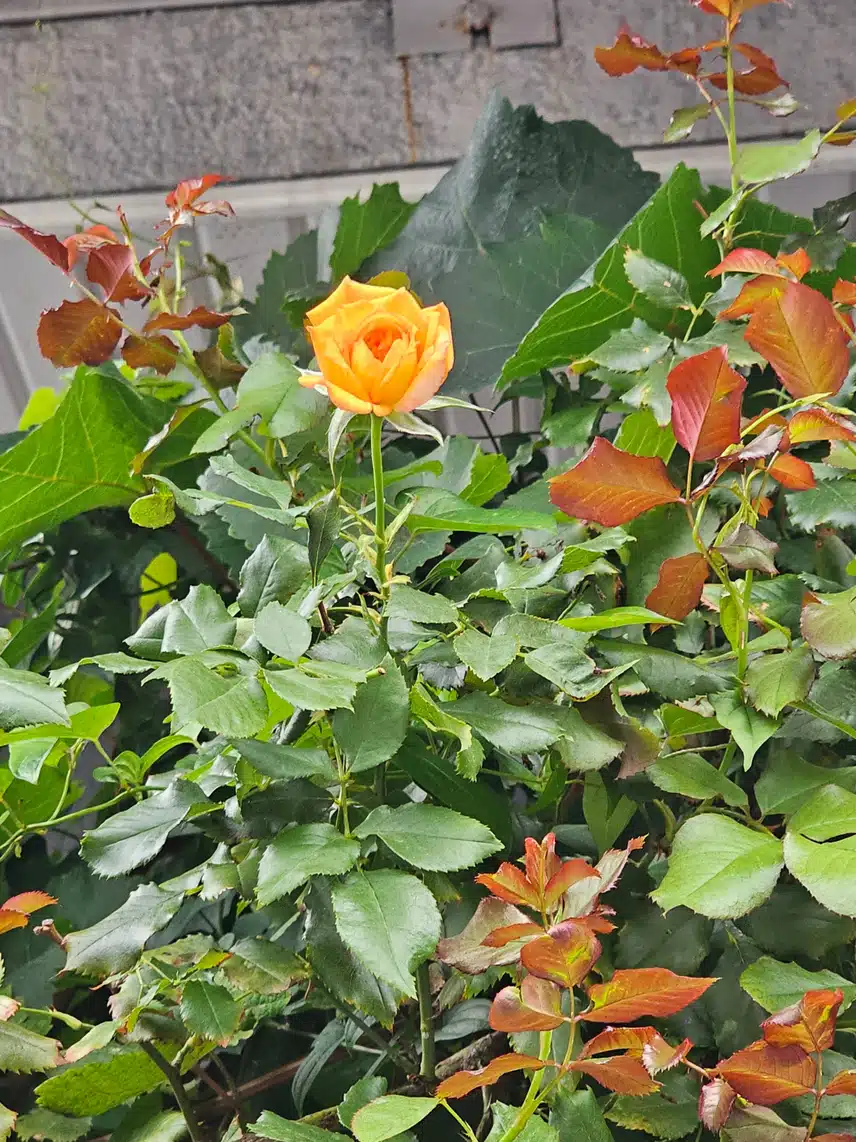 나홀로 핀 장미