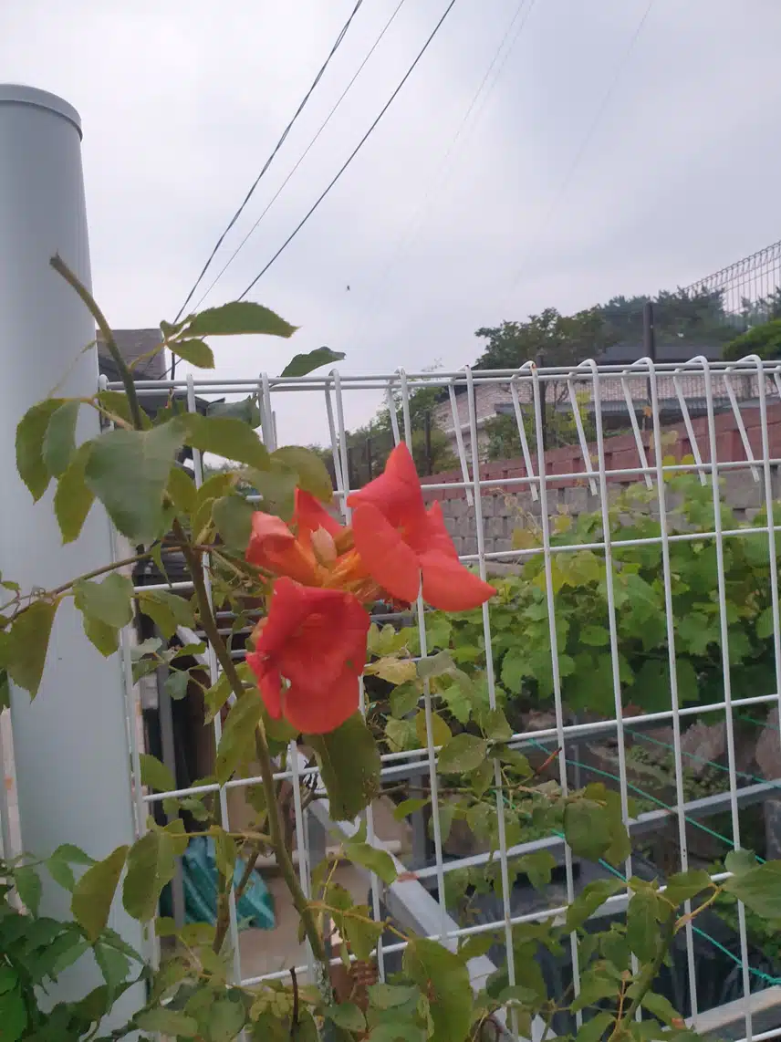 능소화