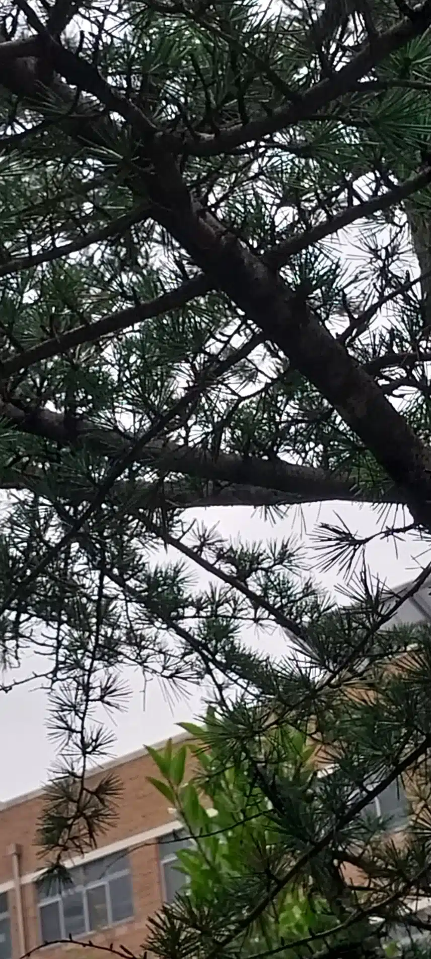 잣나무열매가 달렸어요