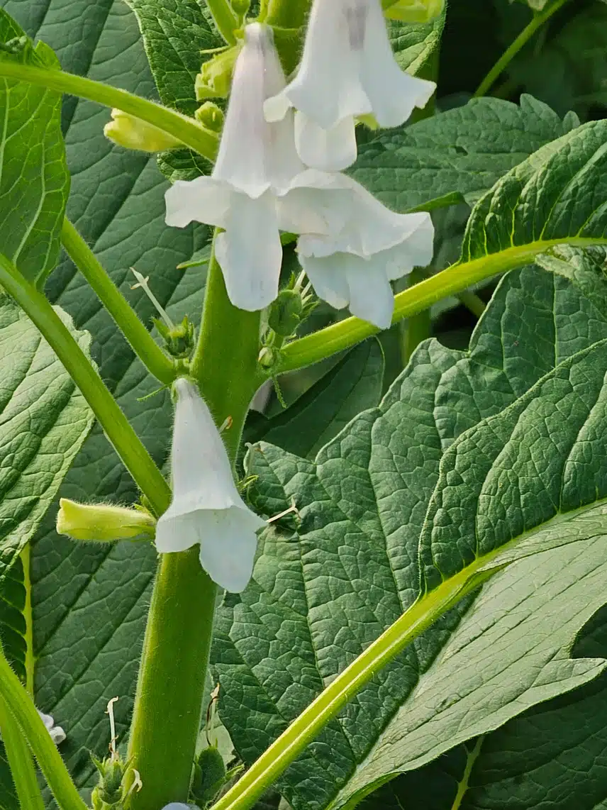참깨꽃이폇네요