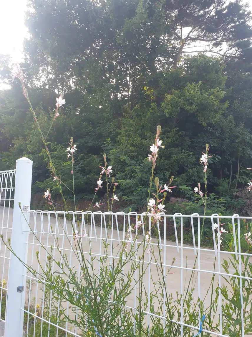바늘꽃