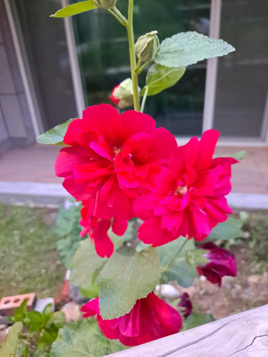 다알리아