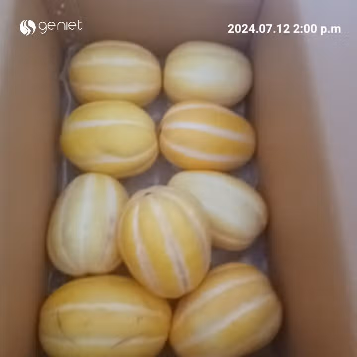 캐시로 참외를 샀어요 