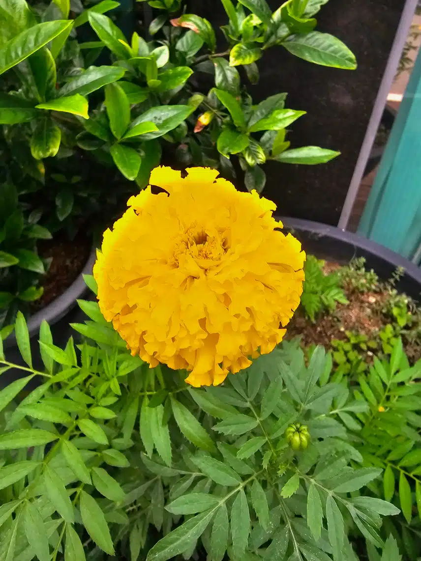 천수국(메리골드)