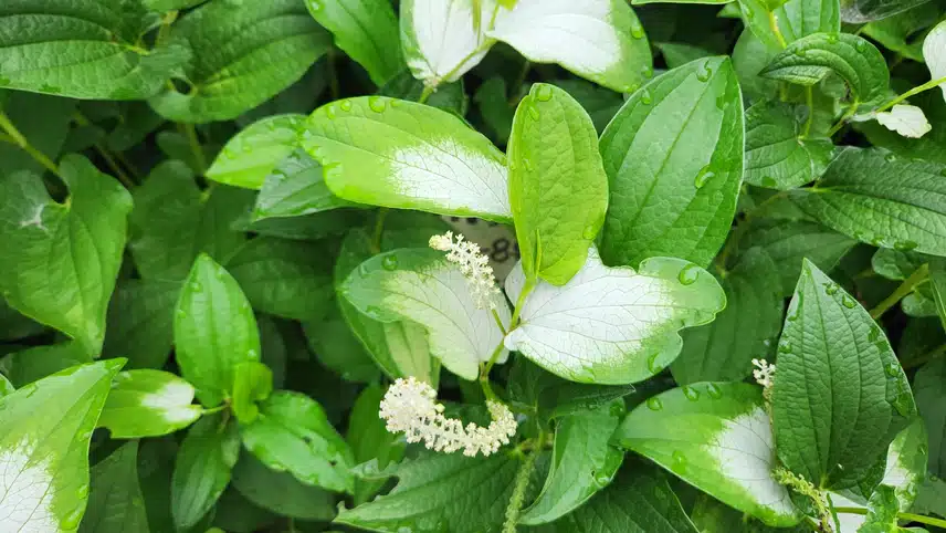 삼백초