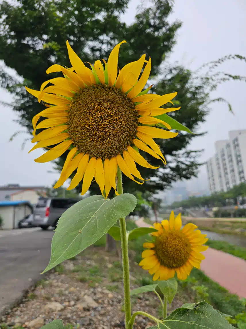 비온뒤 하늘향해핀 해바라기꽃