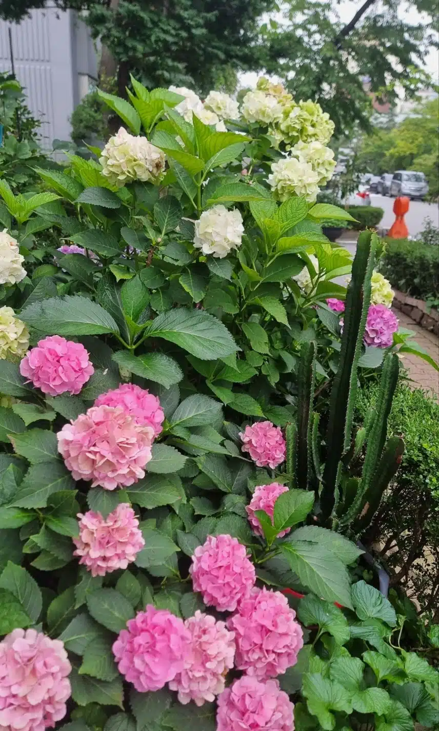 수국